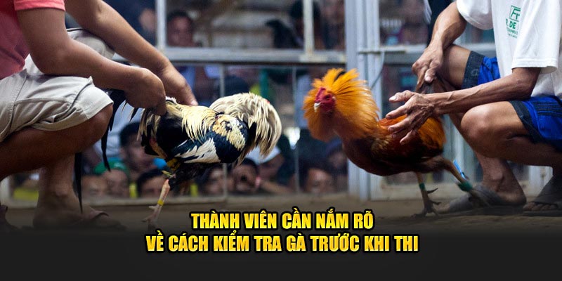 Thành viên cần nắm rõ về cách kiểm tra gà trước khi thi