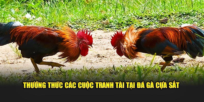 Thưởng thức các cuộc tranh tài tại đá gà cựa sắt